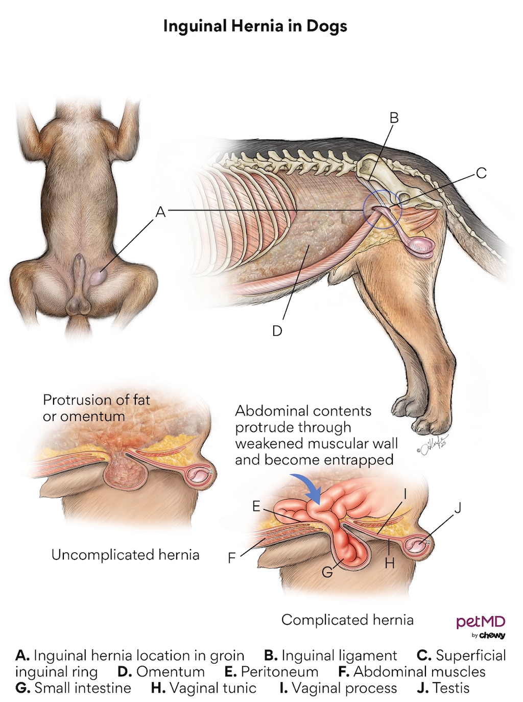 Inguinal hernia in dogs; A diagram of inguinal hernia in dogs.
